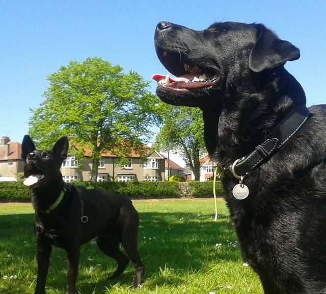 dog walking lancaster